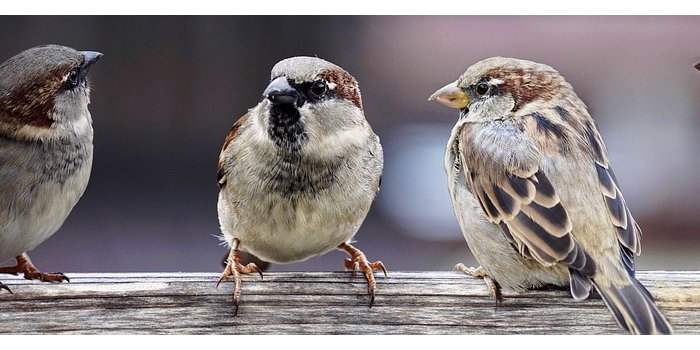 Conversation Anglaise