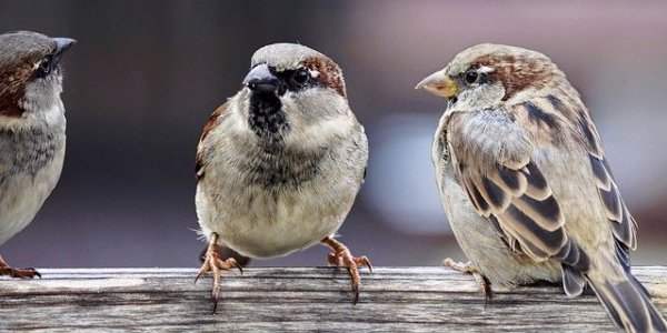 Conversation anglaise 